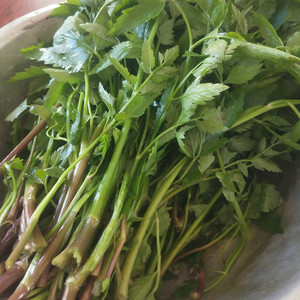 东北野生水芹菜 新鲜小叶芹 野生芹菜 山芹菜三斤装包邮