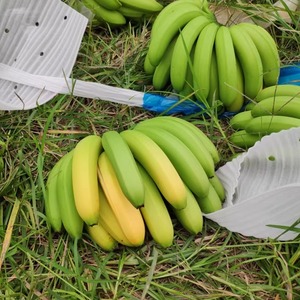 云南红河威尼斯香蕉自家栽种自然熟无药水新鲜现摘坏果包赔包邮