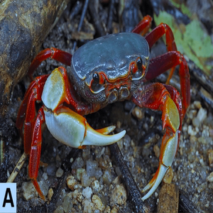 南海溪蟹紫罗兰螃蟹宠物水族陆缸淡水观赏蟹深水活物束腰溪蟹河蟹
