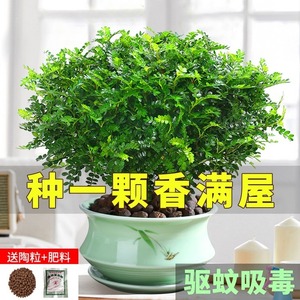 正宗清香胡椒木盆栽绿植花卉大全室内四季常青防驱蚊小植物幸福树