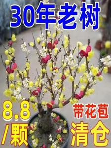 【30年老桩】浓香型腊梅带花苞发货梅花盆栽室外绿植耐寒花卉大全