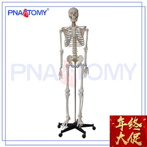 高档1i70cm人体骨骼模型仿真骷髅骨架模型可拆卸可活动带支高端