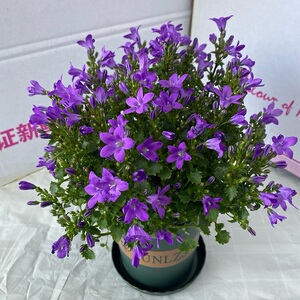 chen晨彦淘宝重瓣丹麦风铃梦露花盆栽带花苞蓝紫色