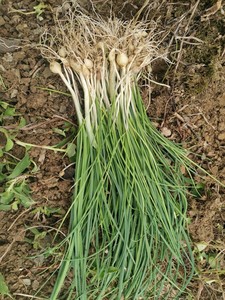 90石顺磊淘宝贵州正宗野生新鲜野葱野菜独根蒜薤小根蒜小蒜小葱苦蒜