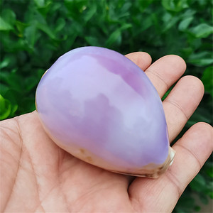 天然稀有海螺贝壳地图宝螺白紫宝螺地中海家居收藏装饰创意礼物