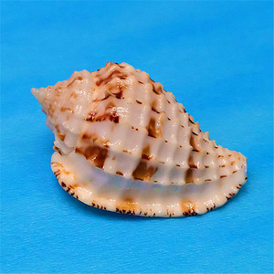 方格皱螺天然稀有海螺贝壳标本螺鱼缸水族造景装饰地中海家居收藏