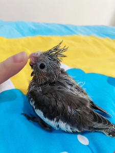 玄风鹦鹉原始灰活体鸟宠物鸟吹口哨教说话观赏亲人25天幼鸟