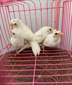 通用新款活鸟特色十姐妹白黑眼菊花头活泼可爱小巧玲珑易繁殖饲养