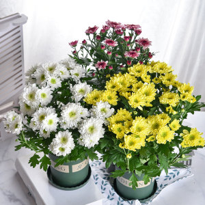 多头菊鲜花盆栽阳台室内室外庭院雏菊花苗千头菊四季好种植花卉