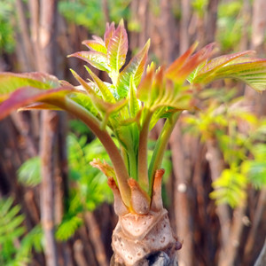 (顺丰快递)现货香椿芽现摘红香椿菜 新鲜头茬红油香椿嫩芽5斤装