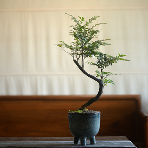 香氏黑骨檀 黑骨茶盆栽 小叶紫檀盆景室内好养植物 一物一拍