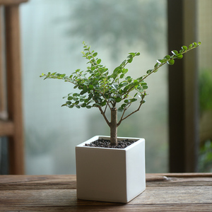 60tb946477616淘宝海南香兰树盆景稀有品种庭院悬崖造型植物名贵