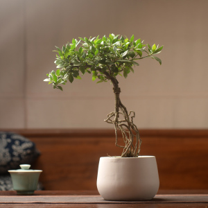 香氏水横枝日本清誉栀子花含陶瓷花盆栽好绿植盆景 一物一拍