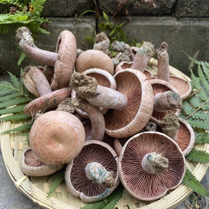 野松菇新鲜野生