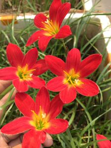 80蔷薇妖娆淘宝红色风雨兰新加坡的骄傲zephyranthes pride of