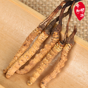 东阳光冬虫夏草