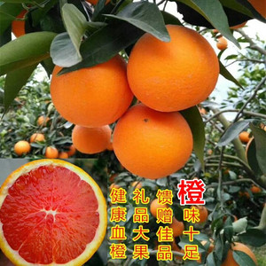 摘湖北秭归血橙新鲜水果红橙香甜橙薄皮红心肉橙应季橙子10斤包邮