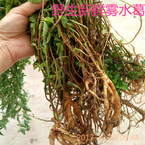 咄脓膏头糯米藤根消脓 野生新鲜雾水葛全草 雾水葛根 500克包邮