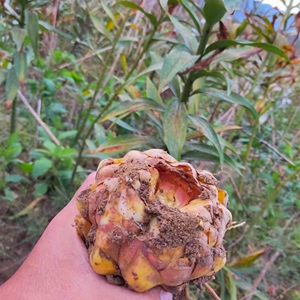 野生新鲜百合 岷江百合种球 可盆栽观赏百合花苗香水盆栽室内种子