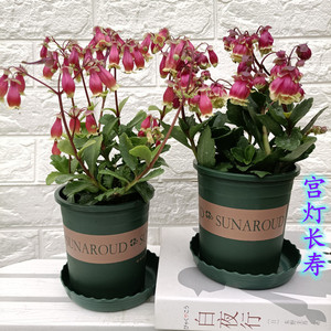 七彩宫灯长寿花苗