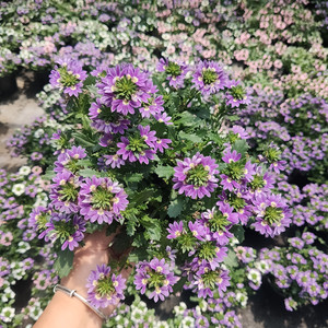 半扇花紫扇花盆栽蓝扇花庭院阳台草本植物花卉草海桐带花发货包邮