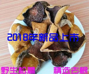 蛾子松蘑菇