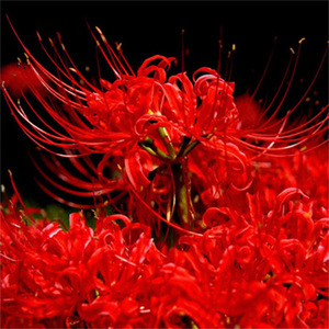优质血红色曼珠沙华彼岸花种球曼陀罗华红花石蒜花苗四季盆栽花卉