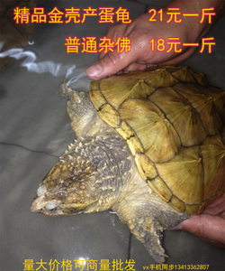 食用繁殖产蛋金壳黄壳鳄龟 杂佛大黄成年鳄龟特价21元一斤包活体