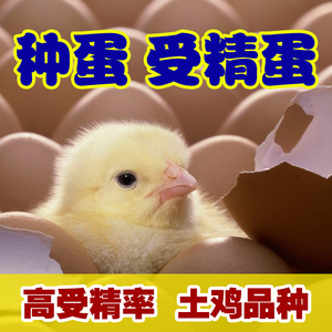 农家散养新鲜受精蛋种蛋 可孵化 受精卵可食用土鸡蛋10枚包邮