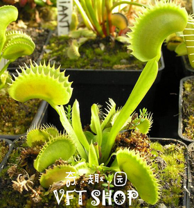 鲨鱼捕蝇草特大超大巨大型捕蝇草扑蝇草驱蚊草盆栽食虫植物猪笼草