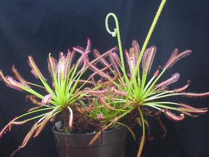 食虫植物-矿红好望角茅膏菜【包邮】