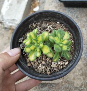 多肉植物 仙童唱锦 法师品种稀有贵货 特价促销妮妮多肉花房