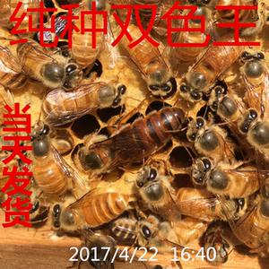 黄金中蜂非双色蜂王全黄蜂王种王产黄王人工授精产全黄中蜂王