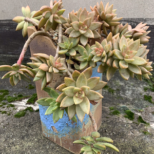 b10 h18新款缺口多肉花盆四方陶瓷复古大中法师悬崖桩陶罐景德镇