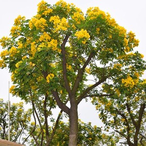 香花槐树苗富贵树槐花苗红花槐树苗庭院绿化花卉花园植物洋槐树苗