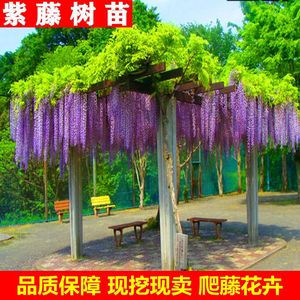 紫藤花树苗爬藤植物庭院围墙四季开花盆栽花苗绿植花卉藤蔓紫藤萝