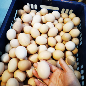 100枚正宗农家散养土鸡蛋新鲜草鸡蛋月子蛋宝宝初产蛋