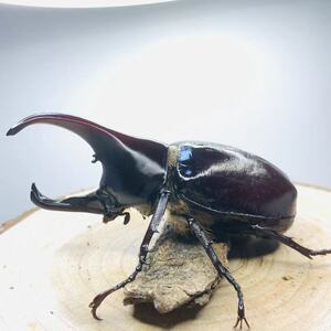 佛罗伦斯姬兜佛姬 大力士甲虫促销活体宠物甲虫成虫花金龟鸣虫