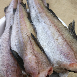 东北无头鱼