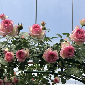 欧月粉龙藤本月季特大花苗粉色龙沙宝石爬藤玫瑰蔷薇大花盆栽