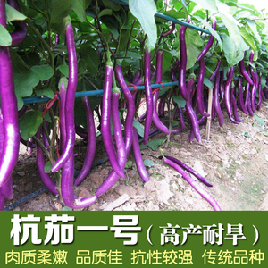 【杭州红茄种子】四季播细长线茄子紫红长茄子号茄籽种子瓜果种孑