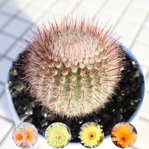 90zhuzhu0214淘宝【乔乔多肉】仙人球种子 瘤玉属 短刺鹤巢丸 眠