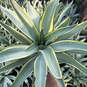 翡翠盘鹦鹉嘴龙舌兰植物盆栽苗四季常绿沙漠景观植物防辐射好养活