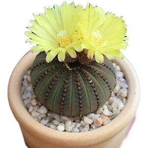 稀有大型士童仙人球萝卜根开黄花艳肌士童室内桌面防辐射盆栽绿植
