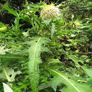 白花大蓟根新鲜现挖白花大蓟草根马刺蓟戳嘴鸡项草食用中药材500g