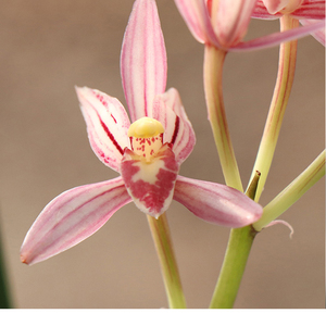 万艺兰花名贵建兰苗桃娇粉红娇艳花卉绿植物室内盆栽植物好养易活