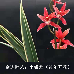 (送花盆)金边矮种兰花小银龙(春节前后开花)