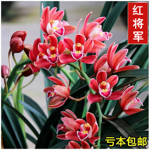 大花蕙兰红将军带花苞年宵花浓香喜庆红色兰花苗盆栽花卉绿植