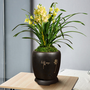 香兰花苗盆栽大花蕙兰室内阳台绿植物清香兰草