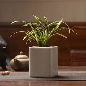 兰花盆栽小盆桌面